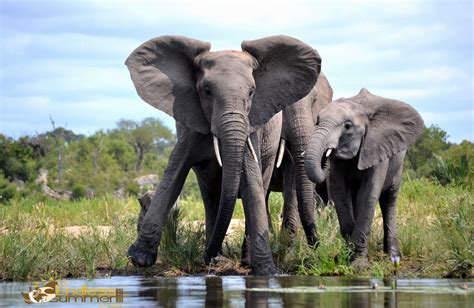  Kruger National Park: Trải nghiệm hoang dã bất tận và sự hùng vĩ của thiên nhiên!